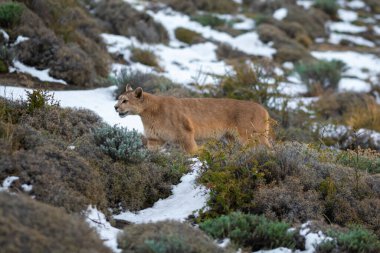 Puma dağda yürüyor, Torres del Paine Ulusal Parkı, Patagonya, Şili.