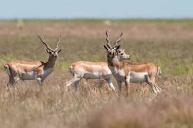 Blackbuck Antilobu, Pampas sade ortamında, La Pampa Provinc