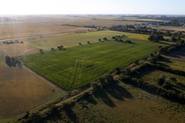 Soya fasulyeleriyle dolu bir torba, La Pampa Eyaleti, Patagonya, Arjantin.