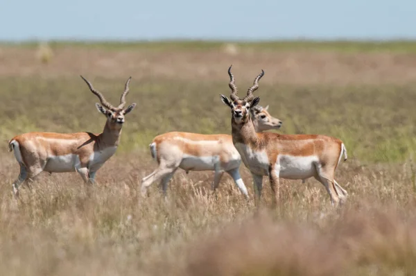 Blackbuck Antelope Pampas Ambiente Simples Província Pampa — Fotografia de Stock