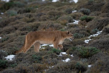 Puma dağda yürüyor, Torres del Paine Ulusal Parkı, Patagonya, Şili.