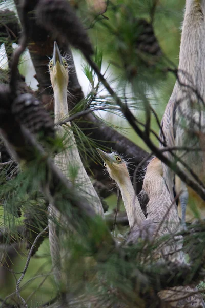 Whistling Heron Syrigma Sibilatrix — Stock fotografie