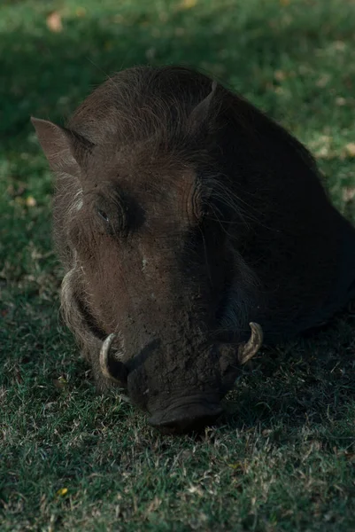 Nahaufnahme Eines Wildschweins — Stockfoto