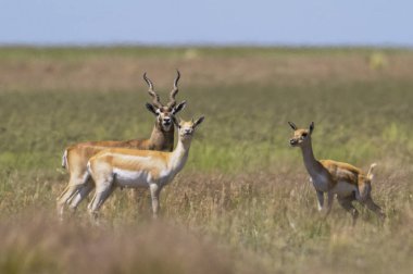 Pampas 'ta Blackbuck Antilobu, La Pampa bölgesi, Arjantin