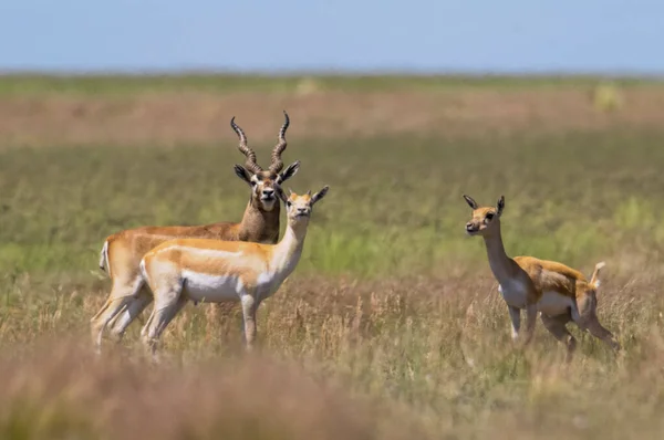 Blackbuck Antelope Pampas Ambiente Simples Província Pampa Argentina — Fotografia de Stock