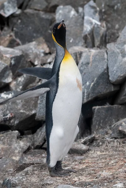 Emperor Penguin Aptenodytes Forsteri Port Lockroy Goudier Island Antartica — Stock Photo, Image