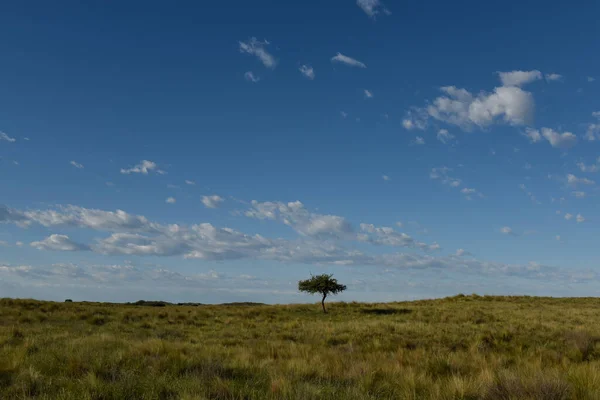 Pampas Grass Landscape Επαρχία Pampa Παταγονία Αργεντινή — Φωτογραφία Αρχείου