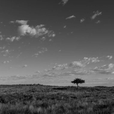 Pampas çim arazisi, La Pampa ili, Patagonya, Arjantin.