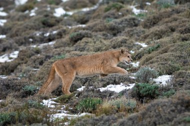 Puma dağda yürüyor, Torres del Paine Ulusal Parkı, Patagonya, Şili.