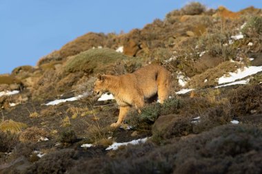 Puma dağda yürüyor, Torres del Paine Ulusal Parkı, Patagonya, Şili.
