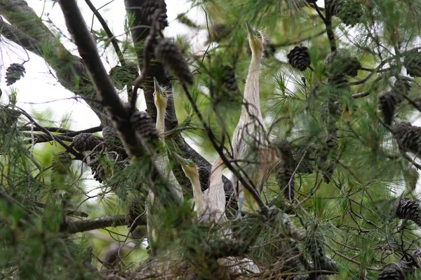 Whistling Heron Syrian Gma Sibilatrix — 图库照片