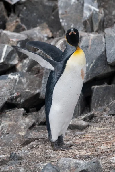 Emperor Penguin Aptenodytes Forsteri Port Lockroy Goudier Island Antartica — Stock Photo, Image