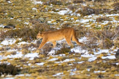Puma dağda yürüyor, Torres del Paine Ulusal Parkı, Patagonya, Şili.