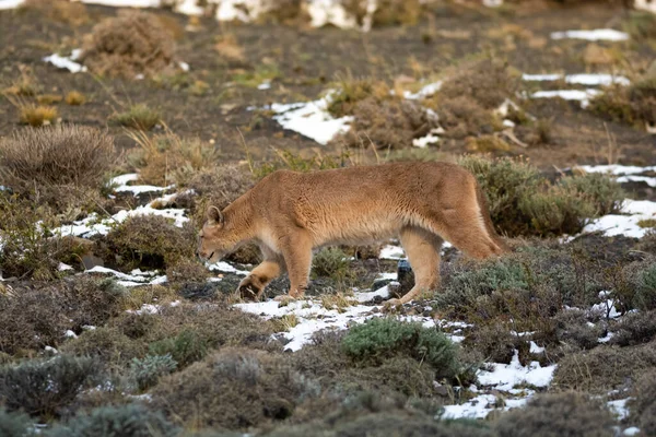 Puma Beim Wandern Den Bergen Nationalpark Torres Del Paine Patagonien — Stockfoto
