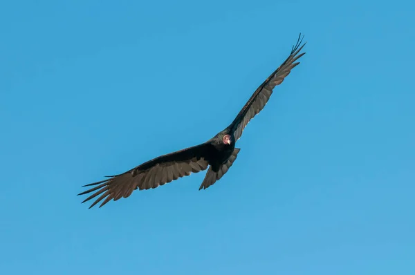 Turchia Avvoltoio Pianificazione Volo Patagonia Argentina — Foto Stock
