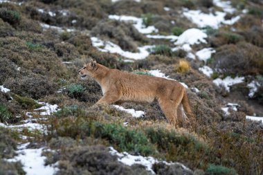 Puma dağda yürüyor, Torres del Paine Ulusal Parkı, Patagonya, Şili.