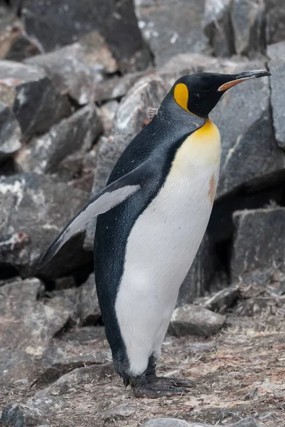 Mparator Penguen Aptenodytes Forster Port Lockroy Goudier Adası Antartika — Stok fotoğraf