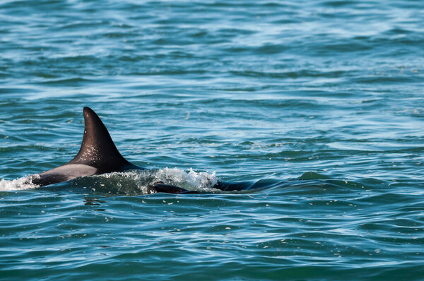 Killer whale hunting sea lions on the paragonian coast, Patagonia, Argentina