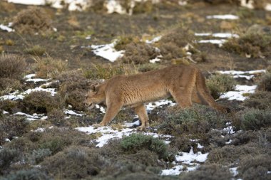 Puma dağda yürüyor, Torres del Paine Ulusal Parkı, Patagonya, Şili.
