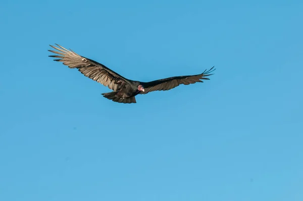 土耳其秃鹫 正在计划飞行 阿根廷巴塔哥尼亚 — 图库照片