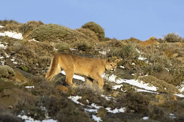 Puma Vandring Bergsmiljö Torres Del Paine National Park Patagonien Chile — Stockfoto