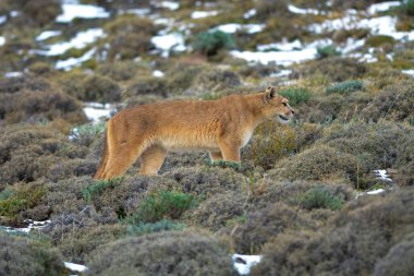 Puma dağda yürüyor, Torres del Paine Ulusal Parkı, Patagonya, Şili.