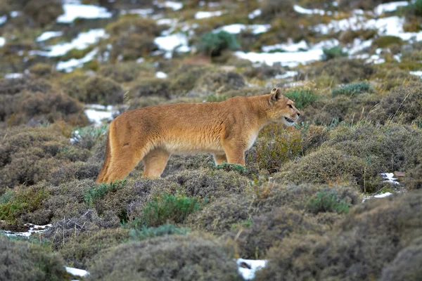 Puma Beim Wandern Den Bergen Nationalpark Torres Del Paine Patagonien — Stockfoto