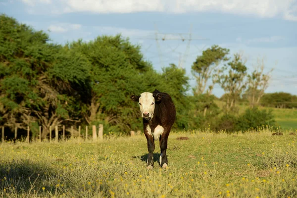 パンパ地方 ラパンパ州 パタゴニア アルゼンチンの自然牧草地での牛の飼育 — ストック写真