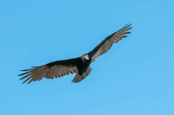 土耳其秃鹫 正在计划飞行 阿根廷巴塔哥尼亚 — 图库照片