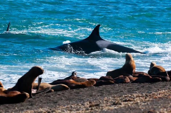 Killerwal Jagt Seelöwen Der Paradiesischen Küste Patagonien Argentinien — Stockfoto