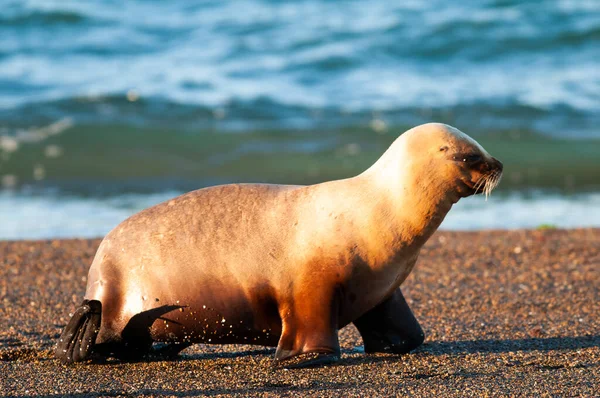 León Marino Sudamericano Otaria Flavescens Hembra —  Fotos de Stock