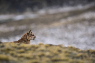 Puma dağda dinleniyor, Torres del Paine National 