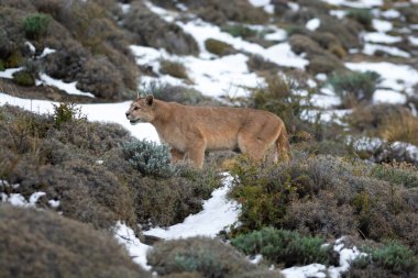 Puma dağda yürüyor, Torres del Paine Ulusal Parkı, Patagonya, Şili.