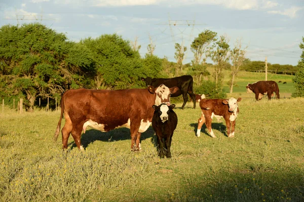 Pampas Kırsalında Doğal Çayırlarda Sığır Yetiştirme Pampa Eyaleti Patagonya Arjantin — Stok fotoğraf