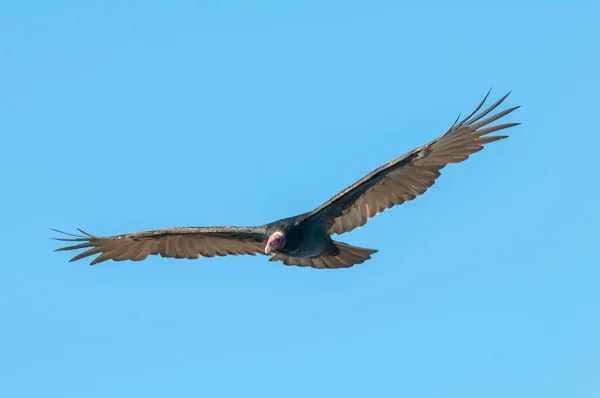 Turkiet Vulture Planering Flygning Patagonien Argentina — Stockfoto