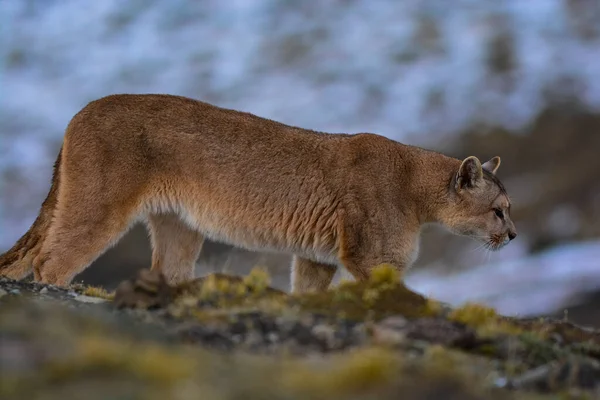 Puma dağda yürüyor, Torres del Paine Ulusal Parkı, Patagonya, Şili.