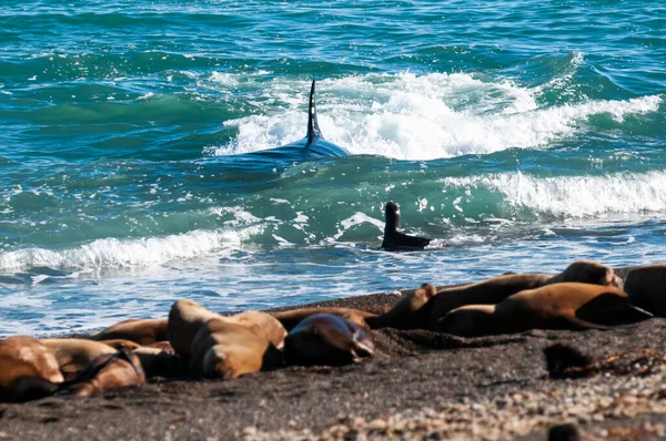 Кит Убивця Полює Морських Левів Парагонському Узбережжі Патагонія Аргентина — стокове фото