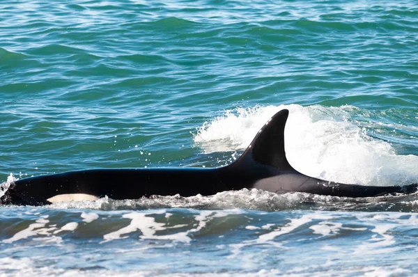 Caza Ballenas Asesinas Lobos Marinos Costa Paragoniana Patagonia Argentina —  Fotos de Stock