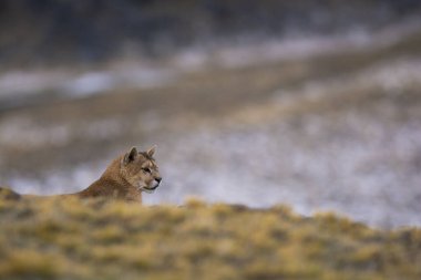 Puma dağda yürüyor, Torres del Paine Ulusal Parkı, Patagonya, Şili.