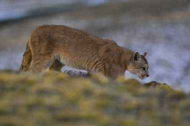 Puma dağda yürüyor, Torres del Paine Ulusal Parkı, Patagonya, Şili.
