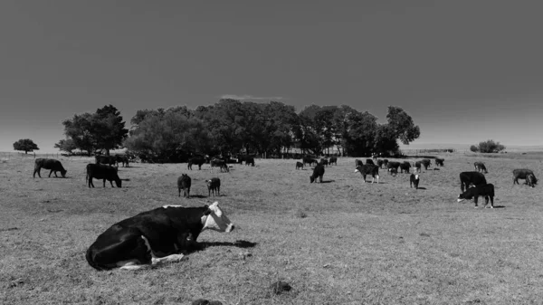 Chov Dobytka Přírodními Pastvinami Přírodě Pampas Provincie Pampa Patagonie Argentina — Stock fotografie