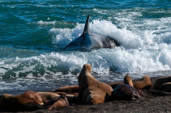 Killer Whale Hunting Sea Lions Paragonian Coast Patagonia Argentina — Stock Photo, Image