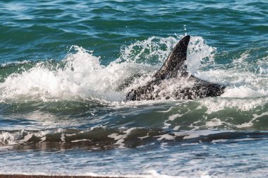 Patagonya, Arjantin 'de deniz aslanı avlayan katil balina.