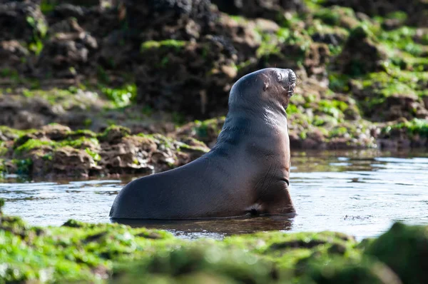 Sea Lion Baby Peninsula Valdes Unesco World Heritage Site Patagonia — Stock Photo, Image