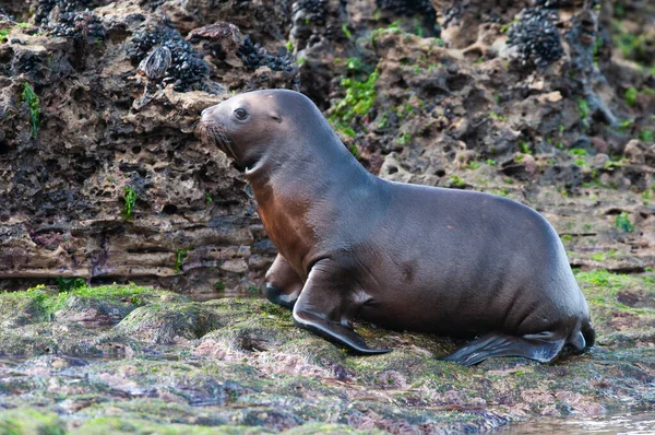 León Marino Bebé Valdés Península Patrimonio Humanidad Unesco Pata —  Fotos de Stock