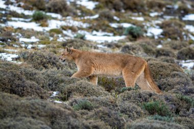 Puma dağda yürüyor, Torres del Paine Ulusal Parkı, Patagonya, Şili.