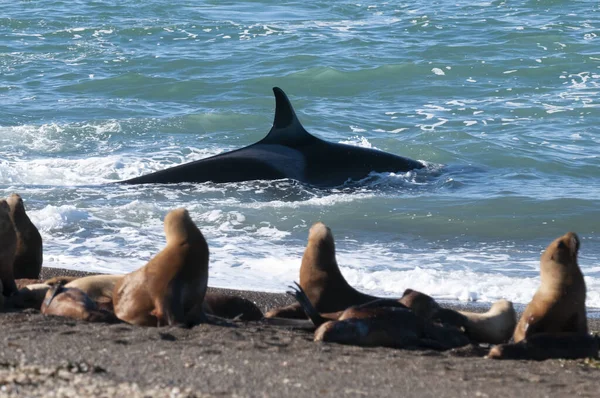 在阿根廷巴塔哥尼亚的芦笋海岸捕杀鲸鱼 — 图库照片