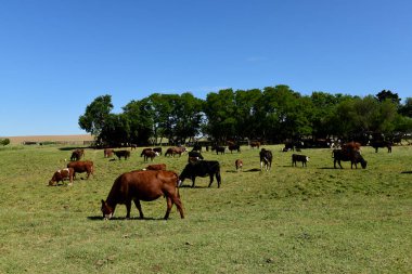 Pampas kırsalında doğal çayırlarda sığır yetiştirme, La Pampa Eyaleti, Patagonya, Arjantin.