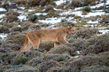 Puma dağda yürüyor, Torres del Paine Ulusal Parkı, Patagonya, Şili.