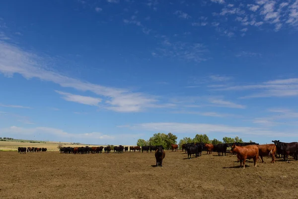 Szarvasmarha Tenyésztés Természetes Legelőkkel Pampas Vidéken Pampa Tartomány Patagónia Argentína — Stock Fotó